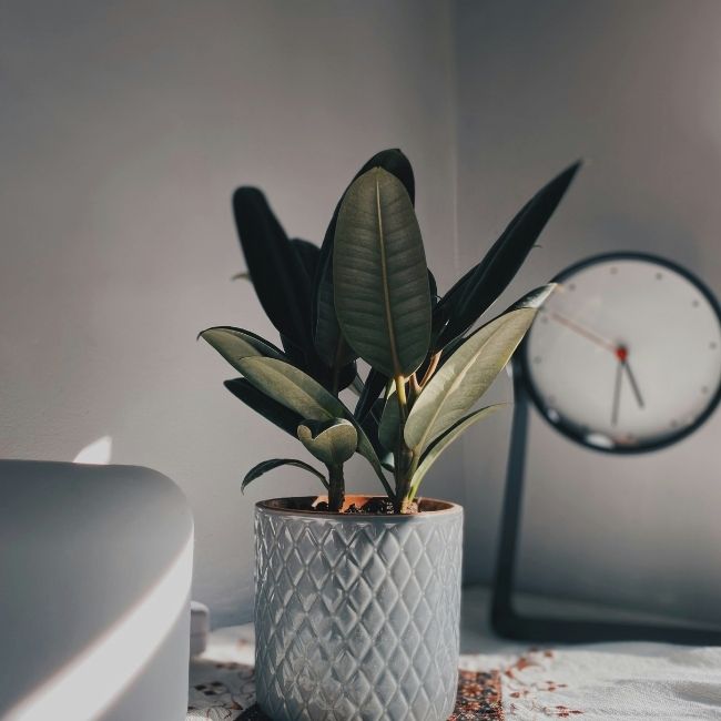 Artificial Dried Plants
