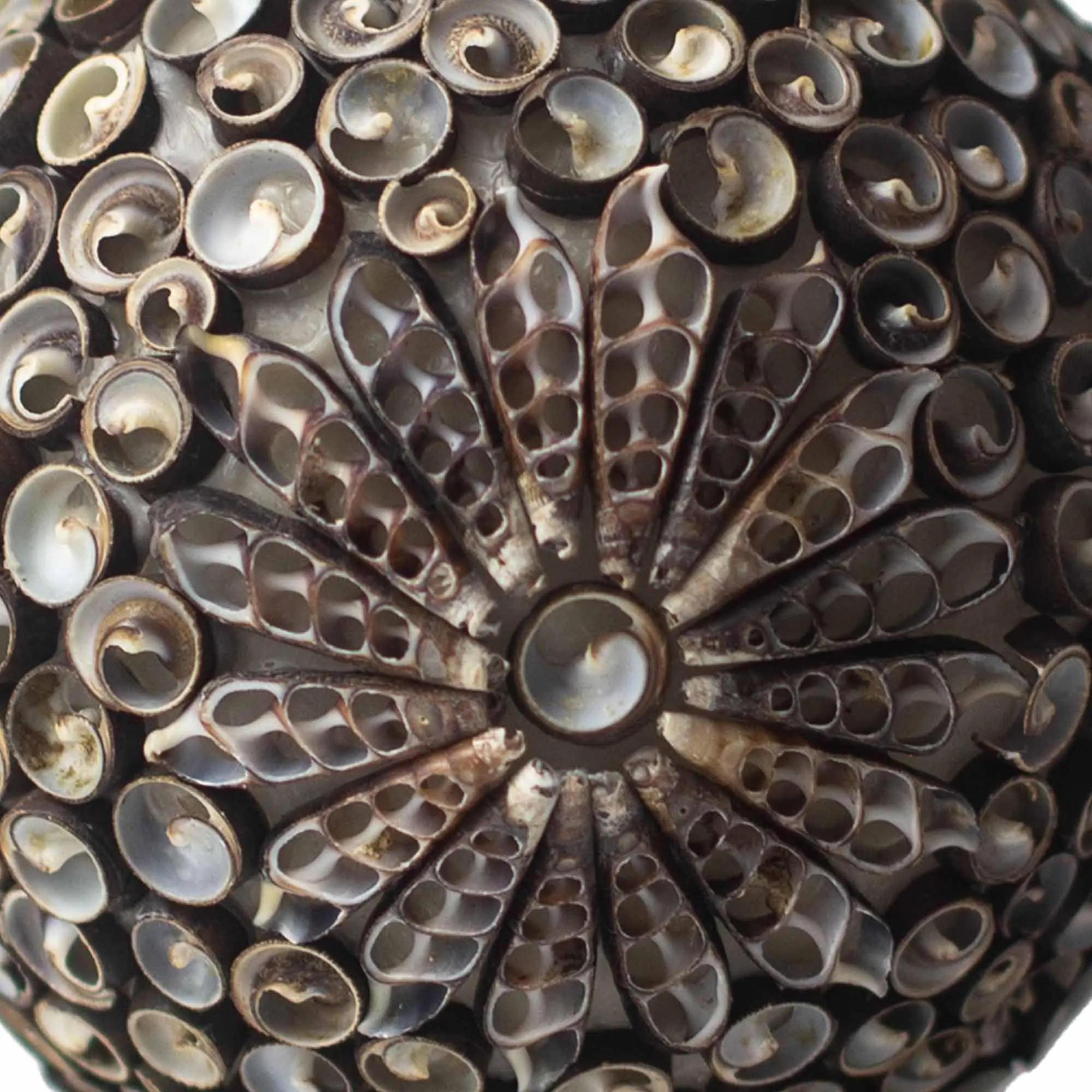 Handcrafted Bohemian Sea Shell Lamp, Chocolate Twist Design, Coastal Square Lamp