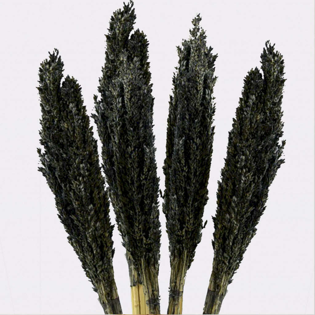 Cantal Dried Grass Flowers Display Decor 6 Bunch Black
