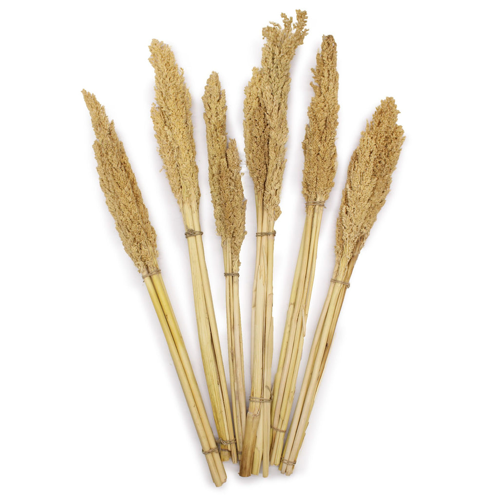Cantal Dried Grass Flowers Display Decor Natural Colour